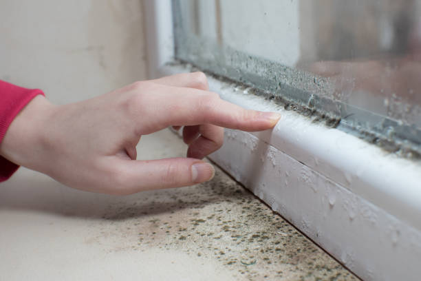 Best Comprehensive Air Testing for Mold Contaminants  in Basking Ridge, NJ