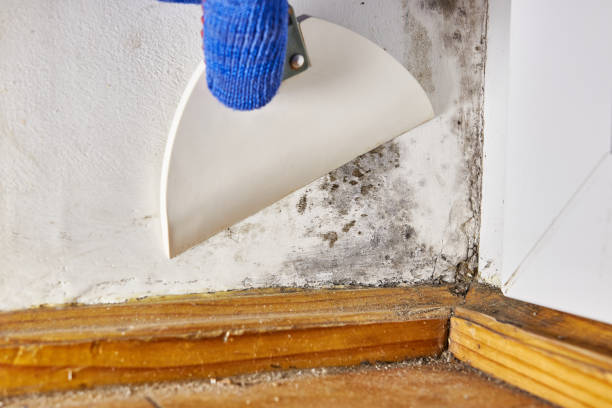 Best Mold Remediation for Healthcare Facilities  in Basking Ridge, NJ