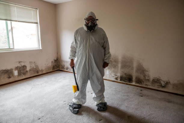 Environmental Consulting for Mold Prevention in Basking Ridge, NJ